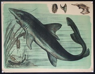 a shark and other marine life
