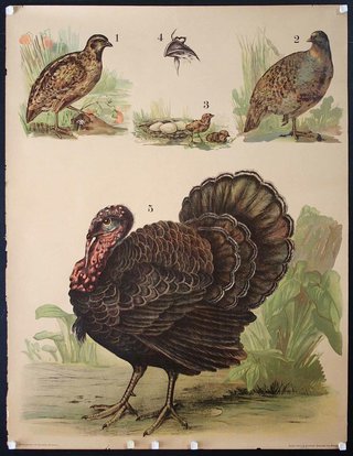 a turkey with different types of birds