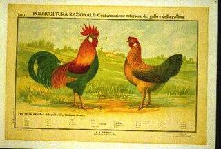 a rooster and chicken on a poster