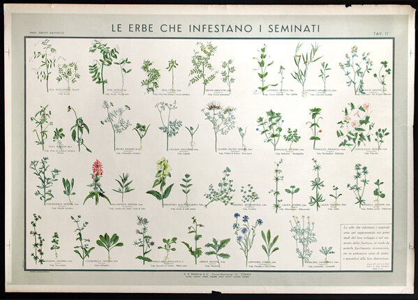 a chart of plants and flowers