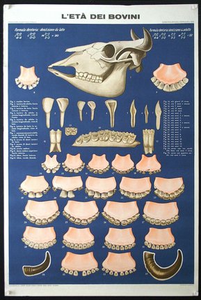a poster of teeth and teeth