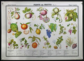 a poster of fruits and vegetables