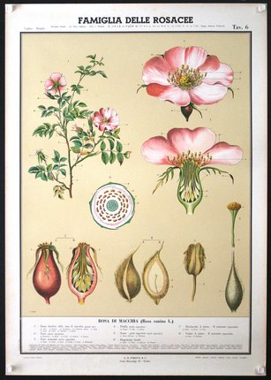 a poster of a plant