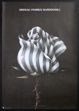 a black and white striped rose