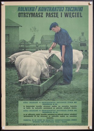 a man feeding pigs with a bucket