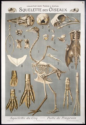 a poster of skeleton of birds