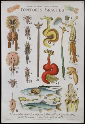 a poster of a variety of marine animals
