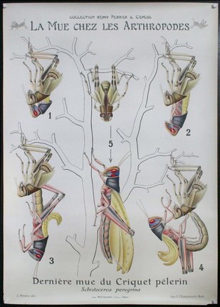 a diagram of a mantis