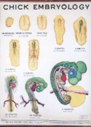 a diagram of the internal organs of the body