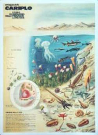 a poster of a marine life