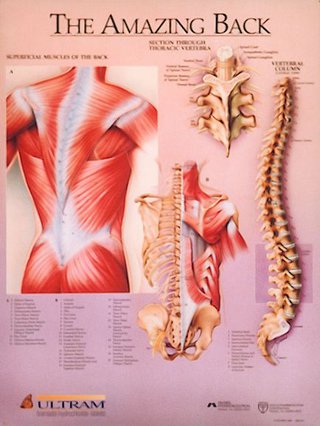 a diagram of the back and spine