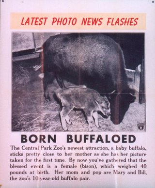 a baby buffalo and a buffalo