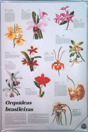 Orquideas Brasileiras (Orchids) | Original Vintage Poster | Chisholm  Larsson Gallery