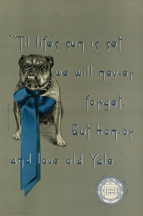 a dog wearing a blue tie