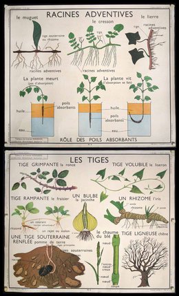 a poster of plants and roots