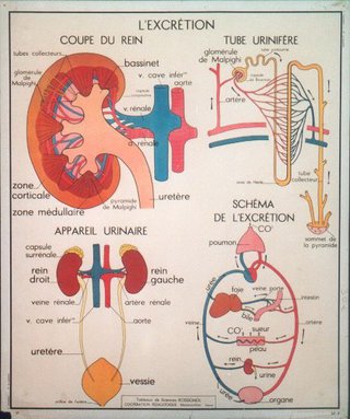 a diagram of the internal organs of the urinary system