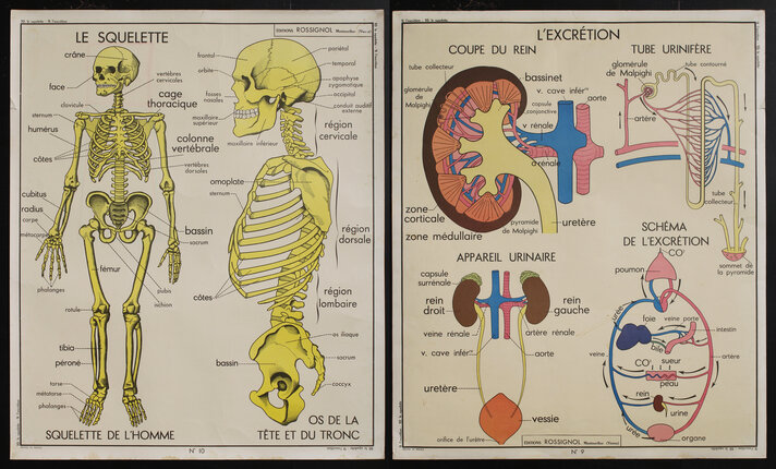 anatomy posters with a human skeleton and The Excretory System