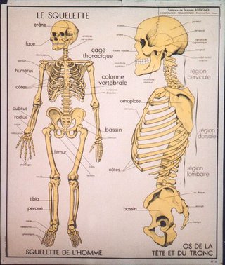 a poster of a human skeleton