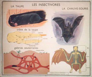a poster with different types of bats