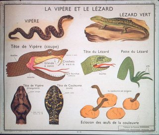 a poster of snakes and reptiles