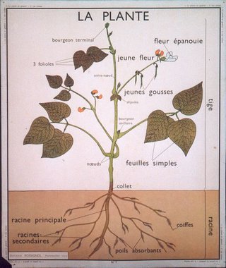 a diagram of a plant with the names of the same plant