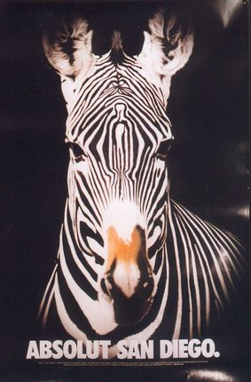 a close-up of a zebra