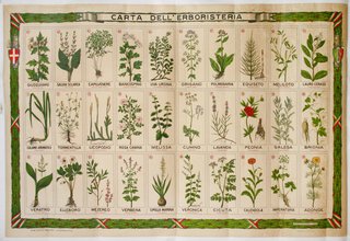 a chart of plants with names