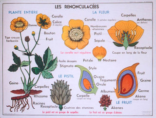 a diagram of flowers and plants