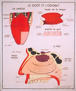 a diagram of the human body