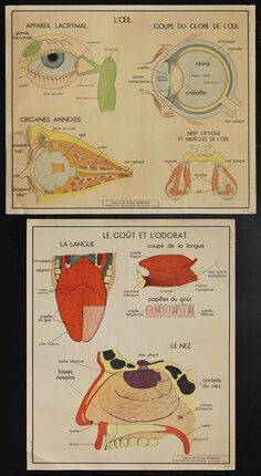 a diagram of the human body