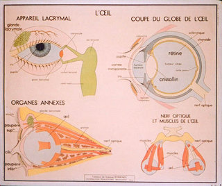 a diagram of the eye and the eye parts