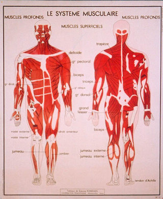 a diagram of the muscles of the human body