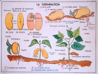 a diagram of a plant growing from seed