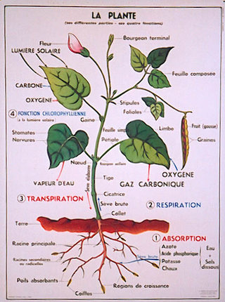 a diagram of a plant with text