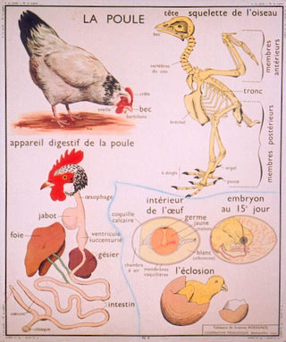 a poster with chicken and skeleton