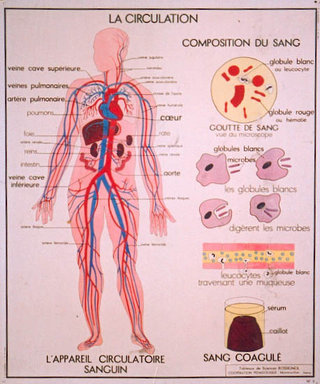 a diagram of the body