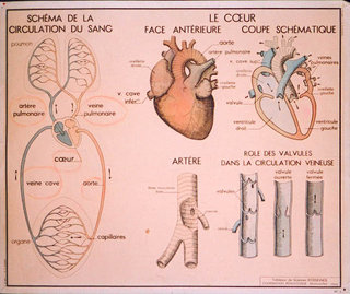 a diagram of the heart and the heart
