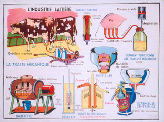 a diagram of a milking process