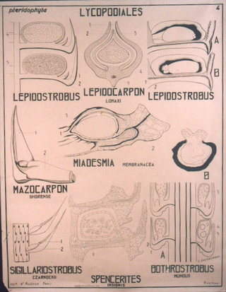 a diagram of the human body