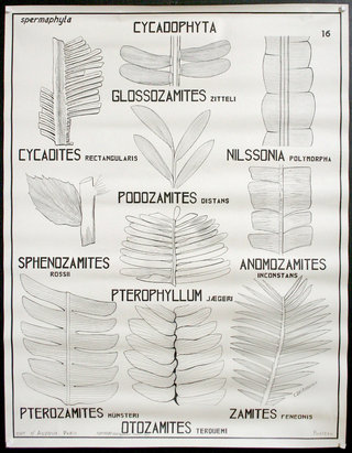 a poster with different types of leaves