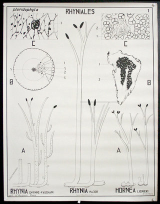 a diagram of a plant