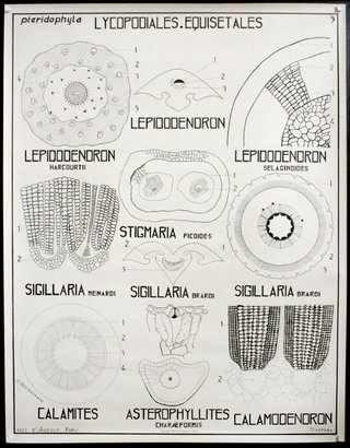 a diagram of the cell division