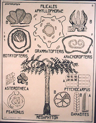 a diagram of a plant