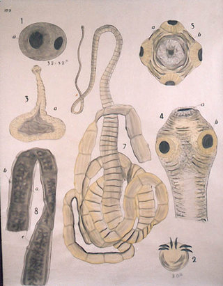 a group of human organs
