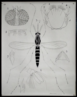 a drawing of a mosquito