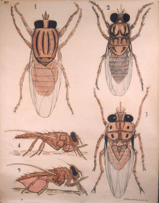 a close-up of a drawing of insects