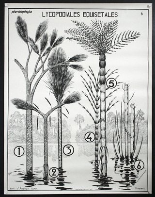 a diagram of a palm tree