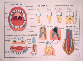 a diagram of teeth and mouth