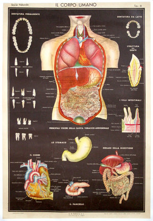 a poster of a human body