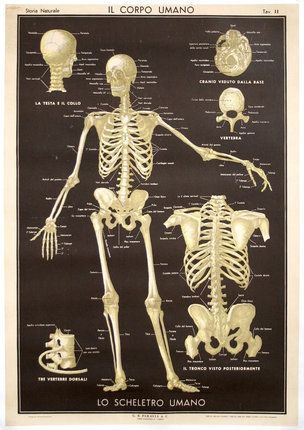 a poster of a human skeleton